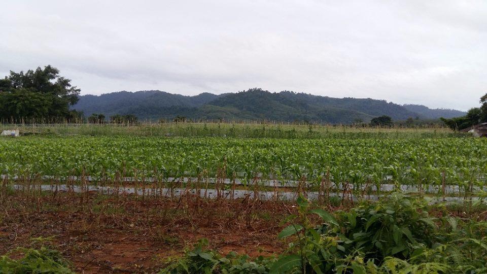 Dachatorn Village Khao Lak Bagian luar foto